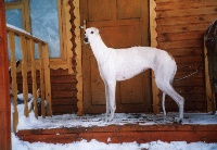 Étalon Greyhound - CH. tatanka vitka Crown candle