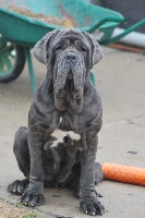 Étalon Mâtin Napolitain - Coppélia des molosses de lucdunum