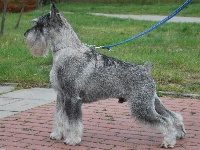 Étalon Schnauzer - CH. retman Aga-ton