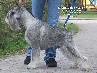 Étalon Schnauzer - CH. dronas Jules verne