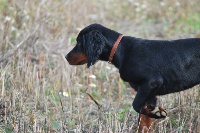 Étalon Setter Gordon - Elphie des terres d'Hudson