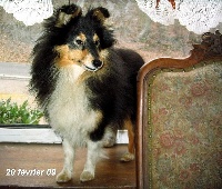 Étalon Shetland Sheepdog - California dream des Romarins de Mayerling