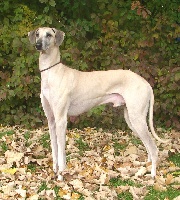 Étalon Sloughi - CH. Fateh Ibn Abu Sheik el Arab