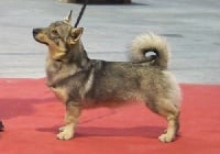 Étalon Spitz des Visigoths - CH. Folle envie Des coeurs d'alène