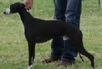 Étalon Whippet - Taraly Back in black (en copropriété)