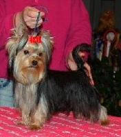 Étalon Yorkshire Terrier - CH. Time over time of new deal