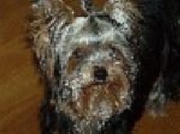 Étalon Yorkshire Terrier - étincelle d'amour des Brault' Cadors