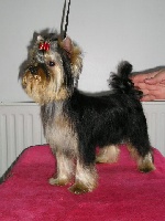 Étalon Yorkshire Terrier - Bluebell Du domaine de monderlay