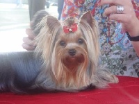 Étalon Yorkshire Terrier - CH. Mardel's Reaching for the stars