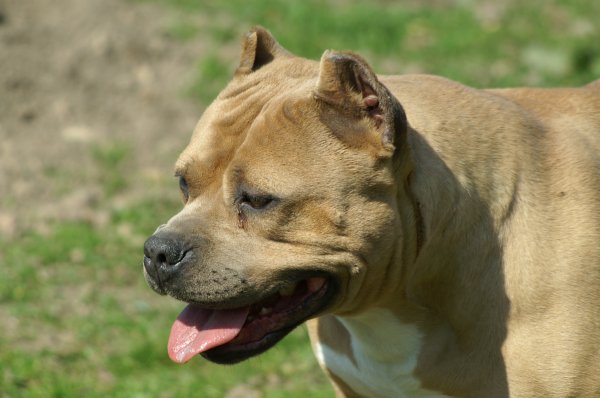 Razor edge nala the Good Dogs Passion