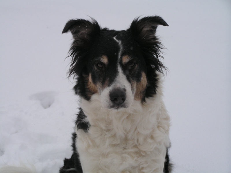 Christmas cookie Des Combremonts
