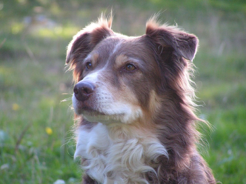 pales Copper top tessa