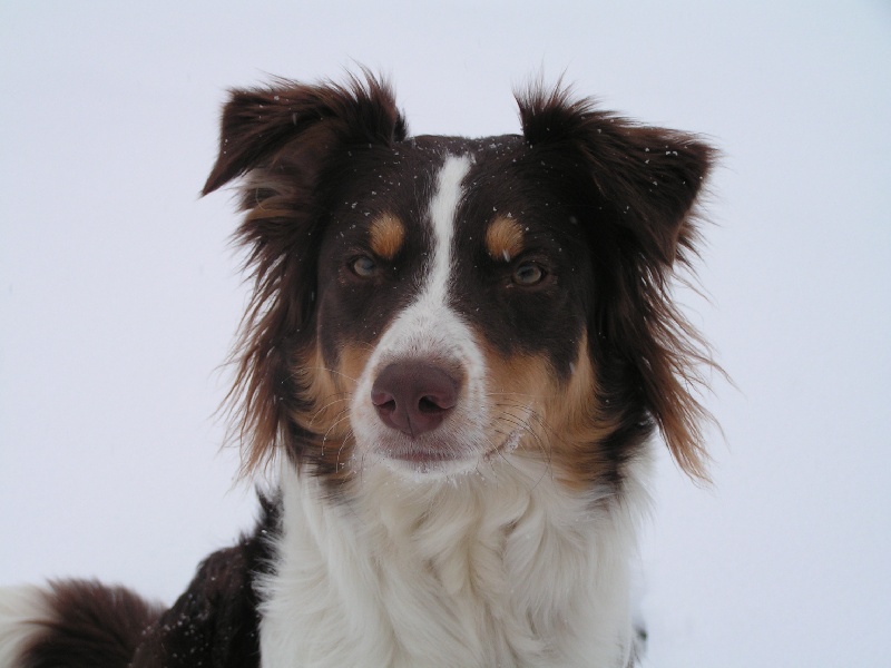 Publication : Des Combremonts Auteur : imichel