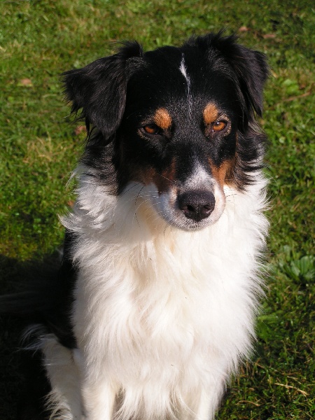 Publication : Des Combremonts Auteur : imichel