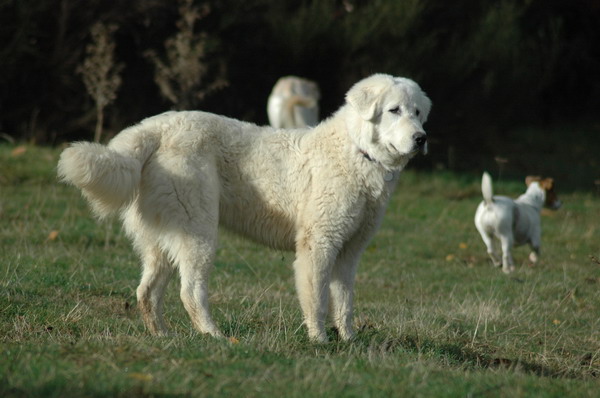 Essonia de Romatomé