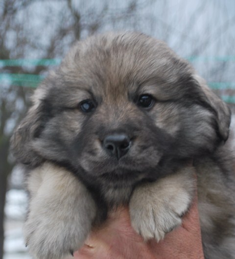 Publication : des Rives du Lagon Bleu Auteur : Cveto ERJAVEC