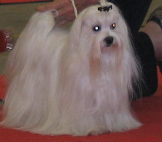 Publication : De belrain Auteur : Mr Genoux Serge