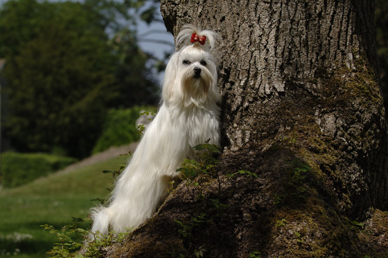 Bouba De belrain