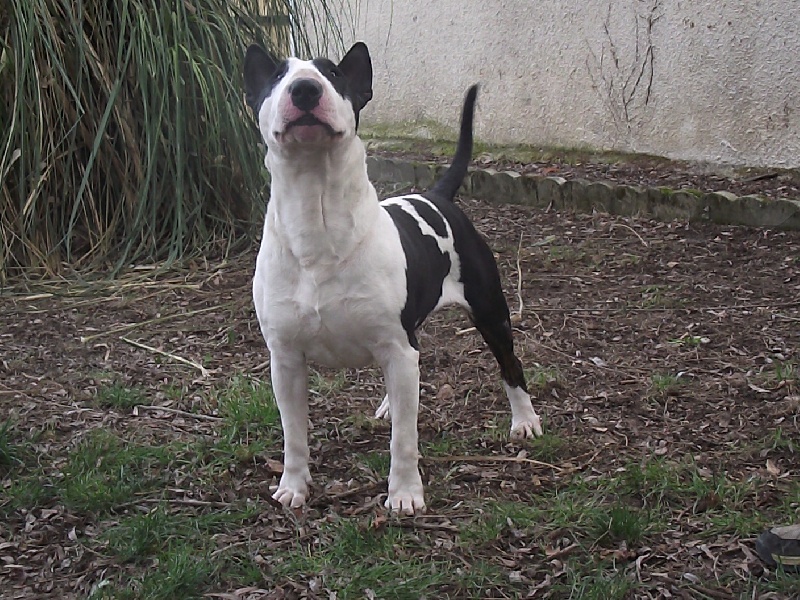 Baccara lou Prouvencaou