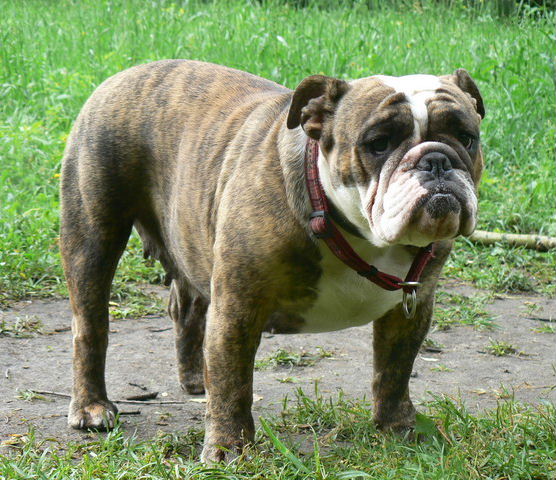 Publication : Gnezdo Dinozavra