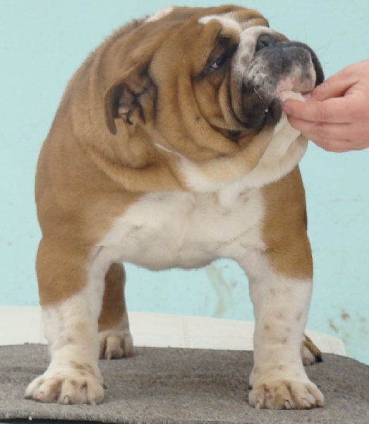 Publication : Bulldog World 