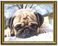 Publication : Du bois de l'Ôrieu 