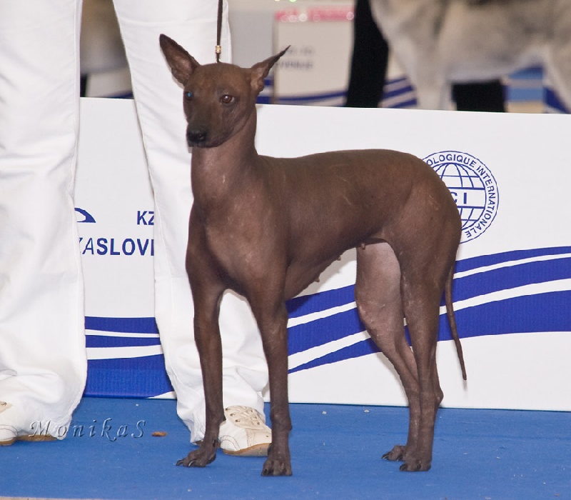 Publication : de l'orchidée de lune Auteur : HAUROIGNE JOCELYNE