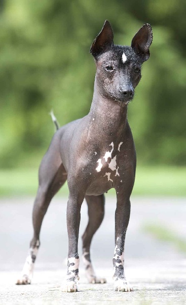 Publication : De korrantoh Auteur : Labrot