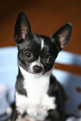 Publication : Téquila-sunrise Auteur : Disponible pour saillie