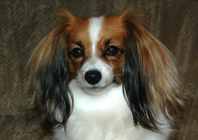 Publication : du Priamont de la Perce Neige