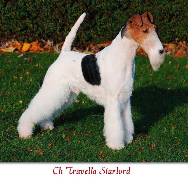 CH. Travella Starlord