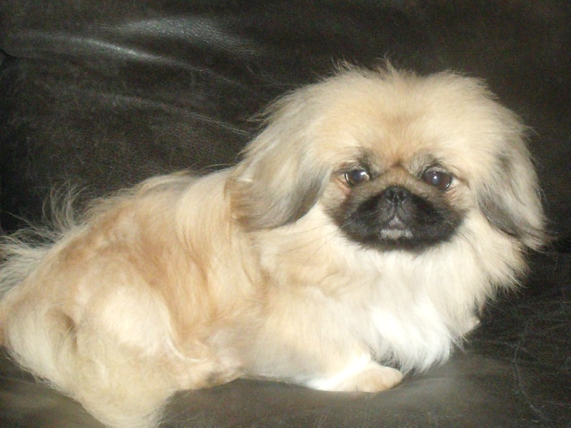 Publication : de la Morganerie Auteur : Mme Cousson