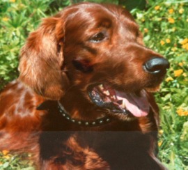 CH. The red love Julius Caesar