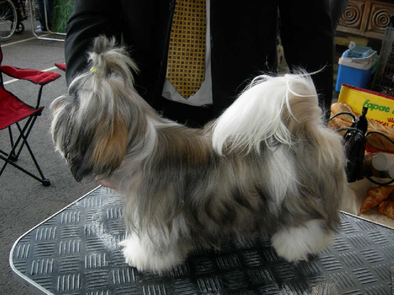 Publication : Khy-Maho du soleil levant Auteur : Mr CLUZEL LEE DES ORCHID2ES BLAN