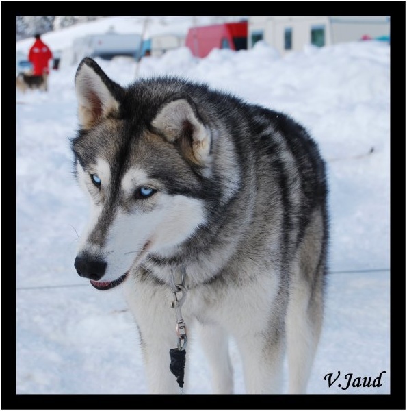 Publication : Des Evenks De Siberie Auteur : Vanessa JAUD