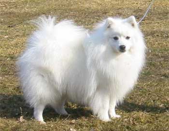 CH. slaboda's Zilver bow