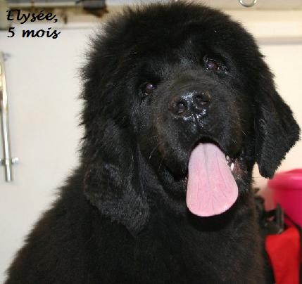 Publication : de la Paix des Anges Auteur : New black Bear