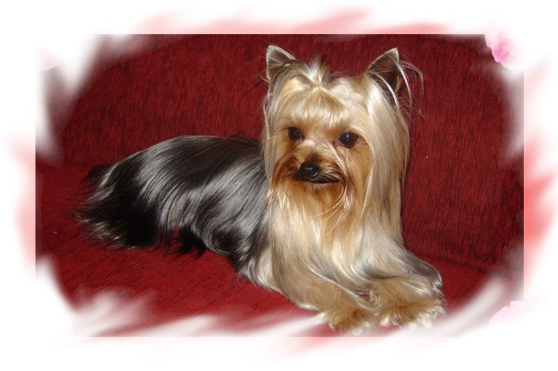 Publication : du Domaine San Sébastian 