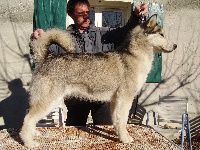 Étalon Alaskan Malamute - Epona okkomut des rives du haut Verdon