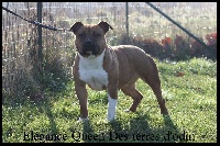Étalon American Staffordshire Terrier - élégance queen des Terres d'Odin