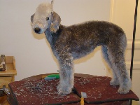 Étalon Bedlington Terrier - Fille du sud du Kinkajou