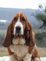 Étalon Basset Hound - Elvis Des sources sacrees