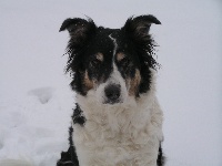 Étalon Berger Australien - Christmas cookie Des Combremonts