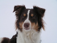 Étalon Berger Australien - Honey bee Des Combremonts