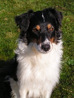 Étalon Berger Australien - Flower power Des Combremonts