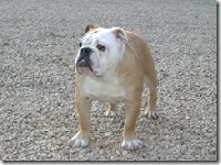 Étalon Bulldog Anglais - Heliotroop de la ferme de marlène