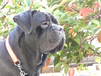 Étalon Cane Corso - Tyson (Sans Affixe)