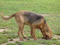 Étalon Chien de Saint-Hubert - Brighton's celebre (Sans Affixe)