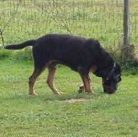 Étalon Chien de Saint-Hubert - mountoak Debroullard