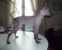 Étalon Chien nu mexicain - Fraise des bois du Mont des Serfs